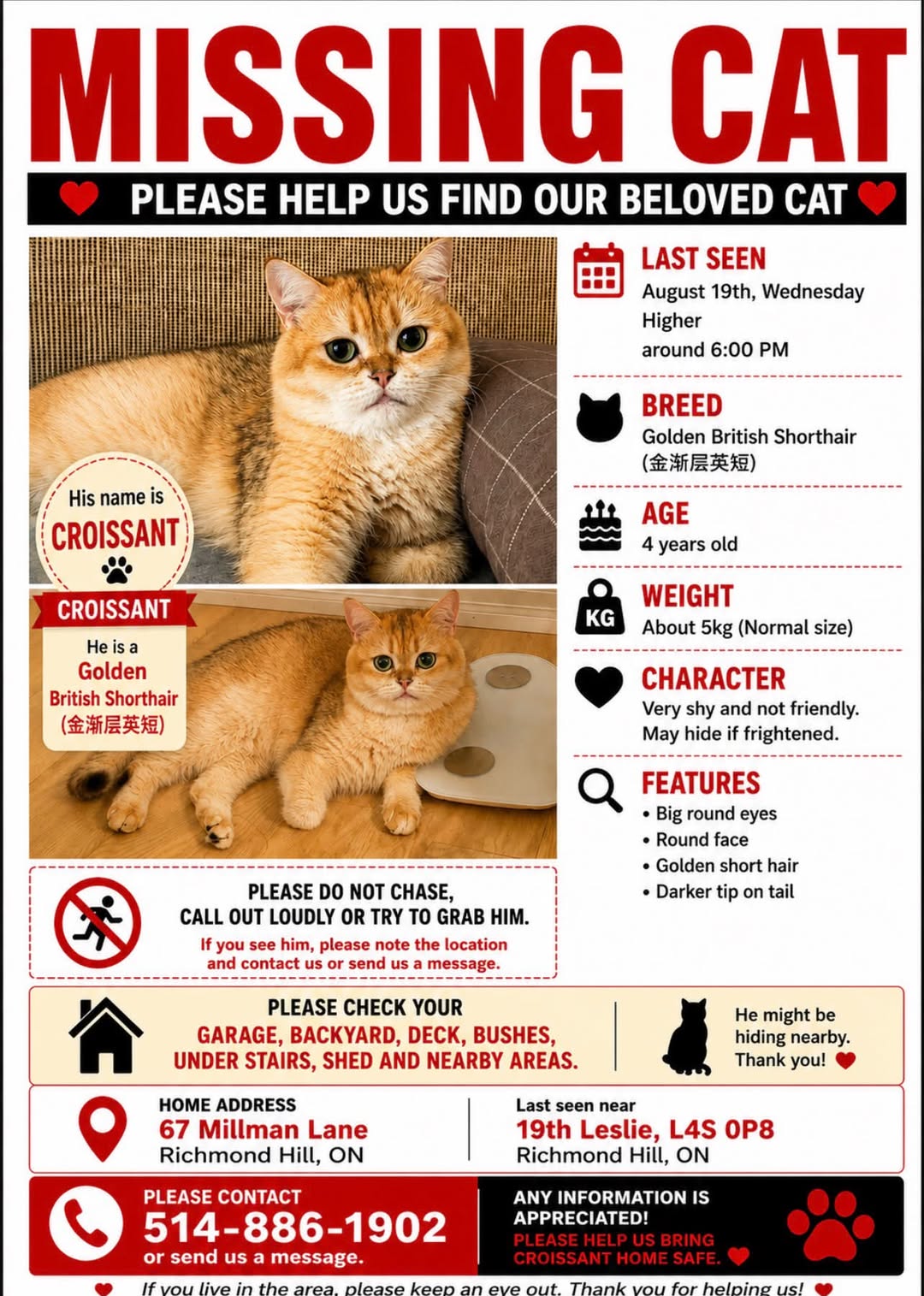 Lost Cat in Richmond Hill Green