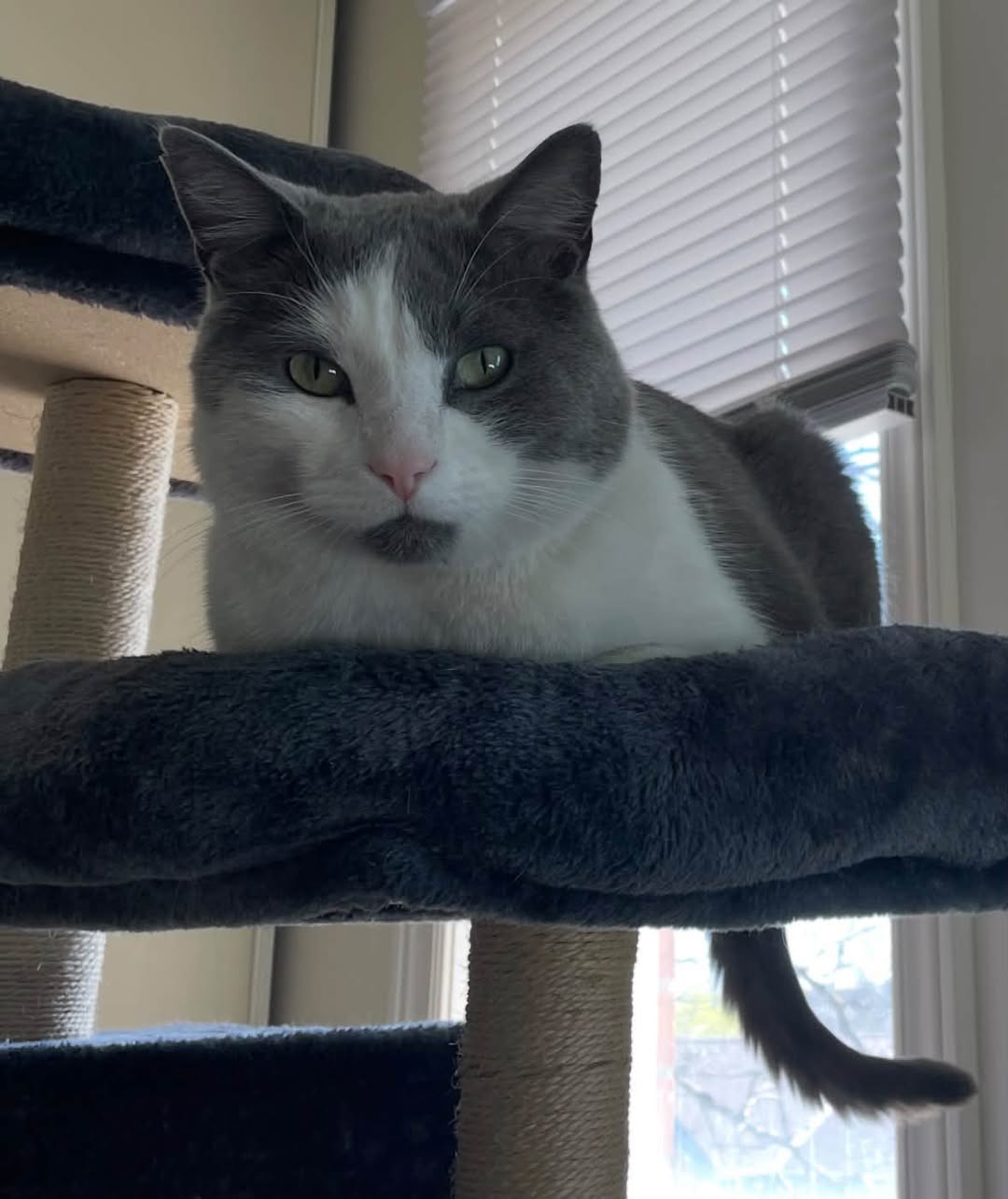 Lost Cat in Newmarket
