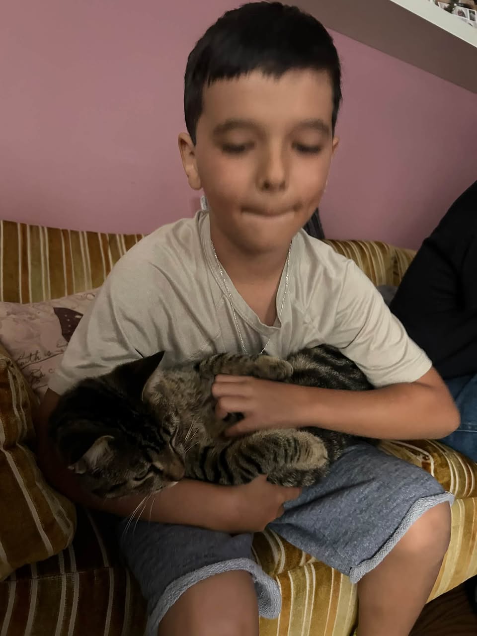 Lost cat
