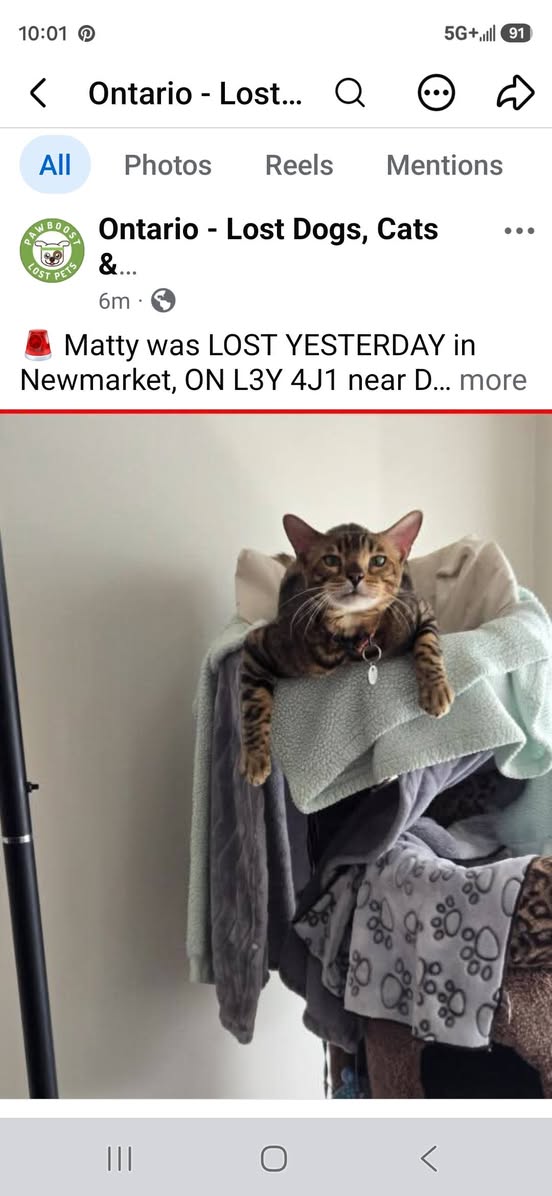 Lost Cat in Newmarket