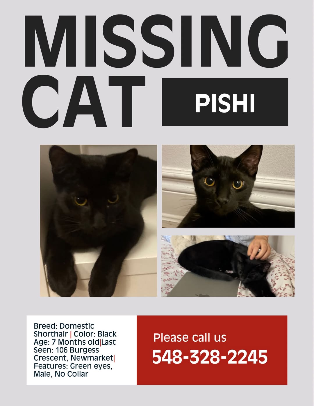 Lost cat