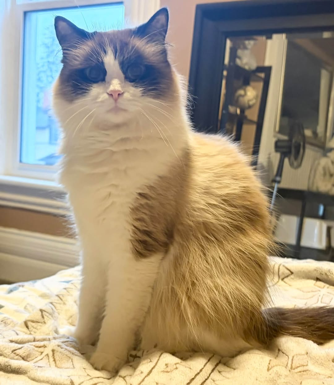 Lost Cat in York Region