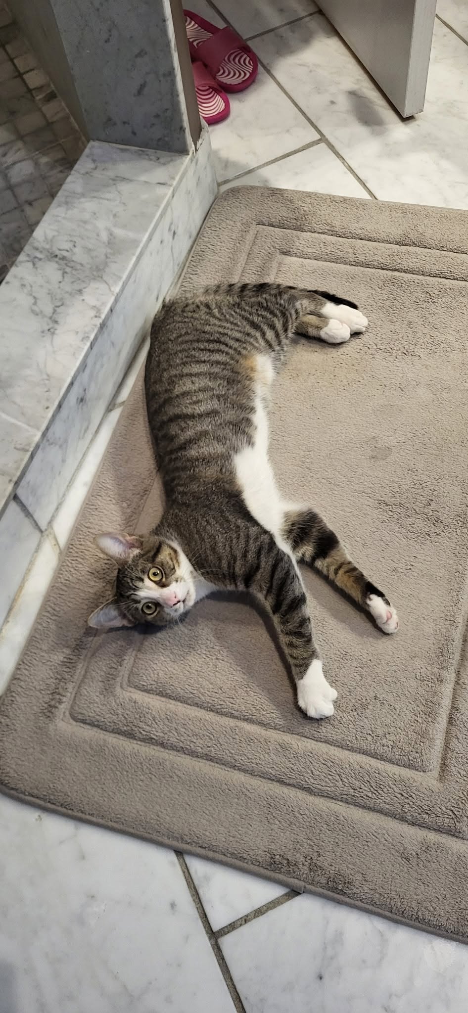 Lost cat
