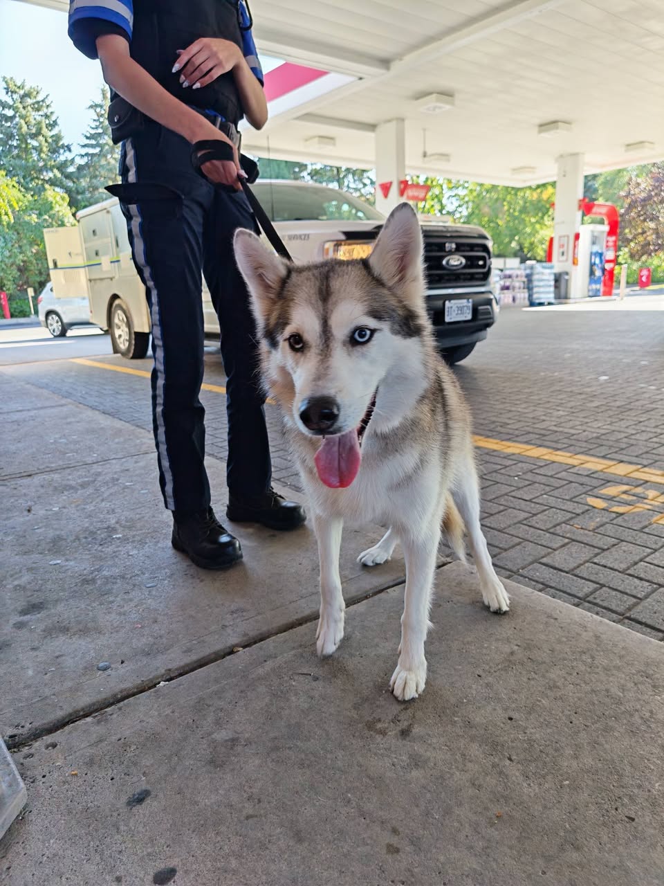 Found dog