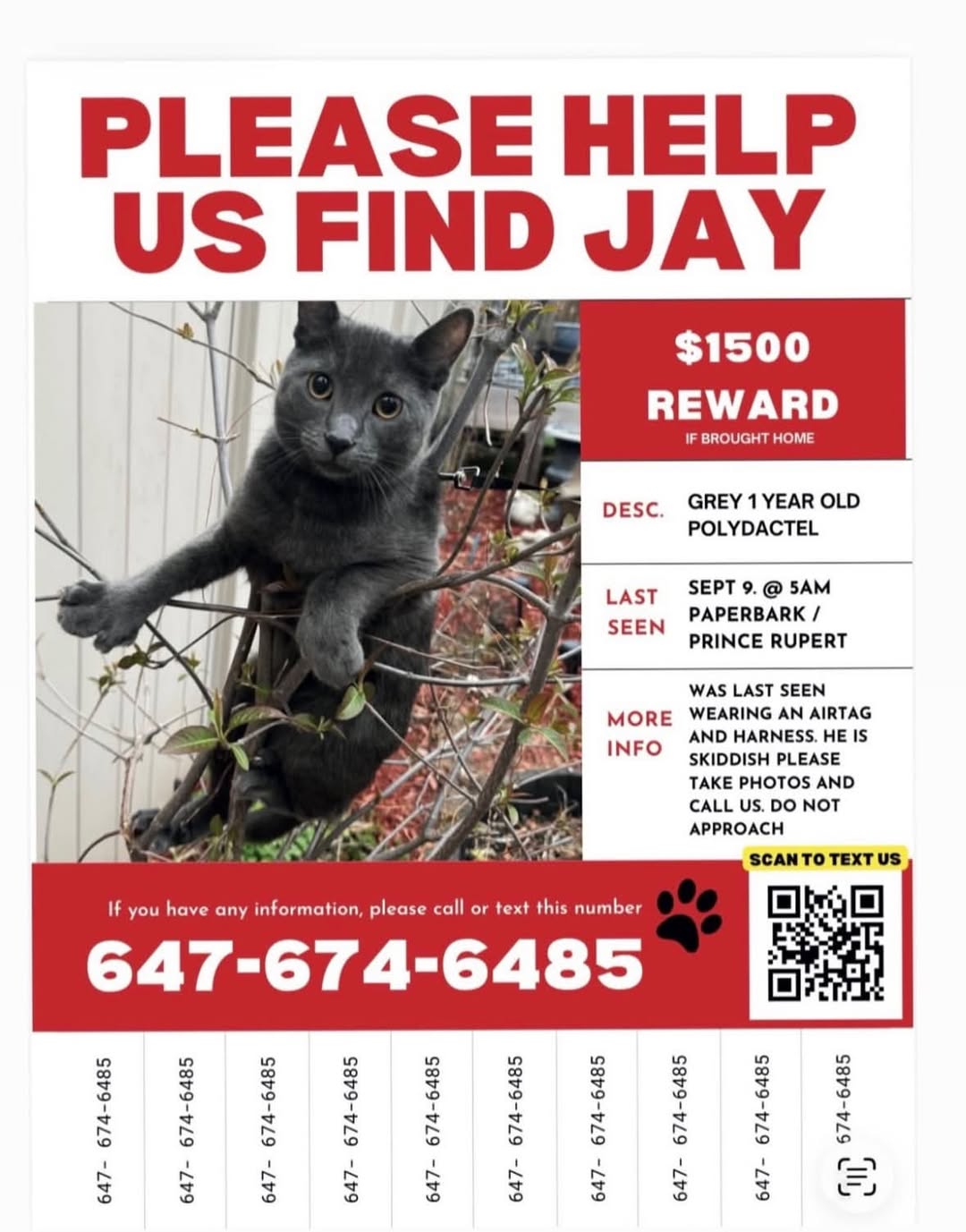 Lost Cat in Vaughan