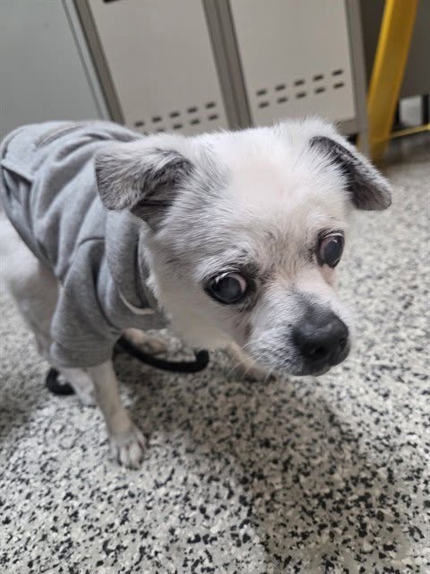Found dog