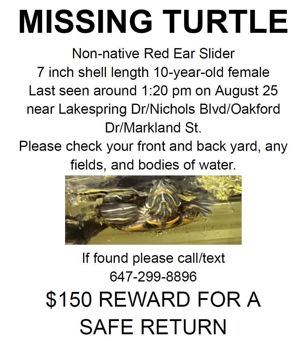 Lost Turtle in York Region
