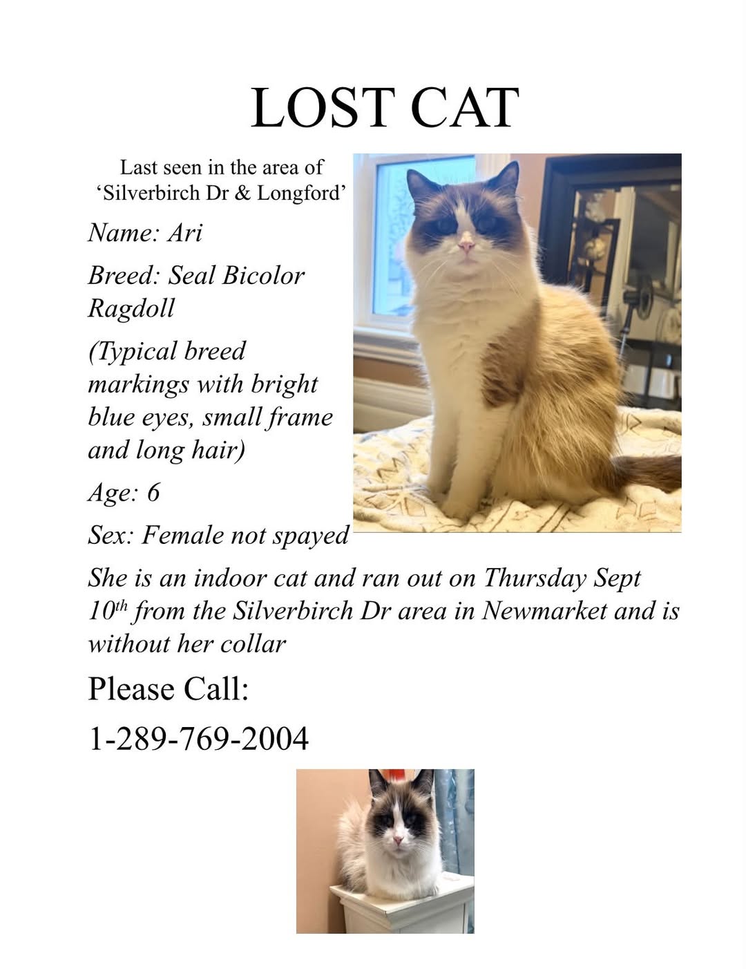 Lost Cat in Newmarket