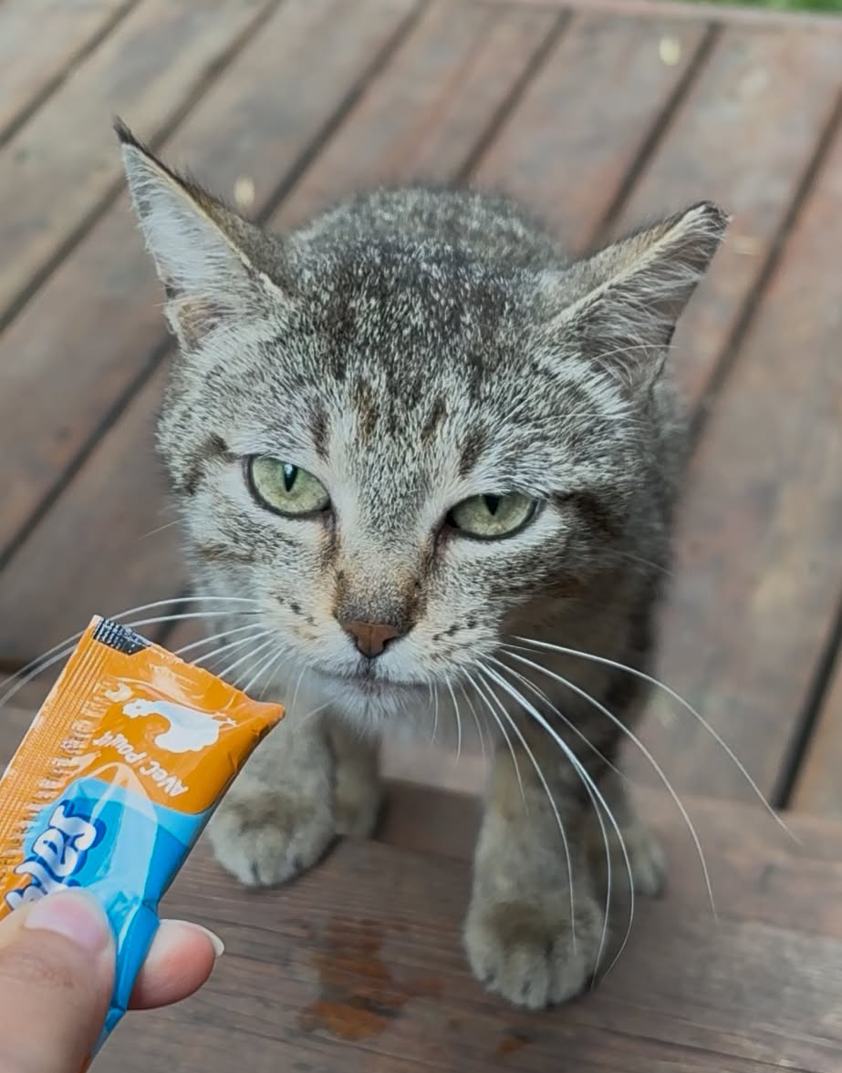 Lost cat