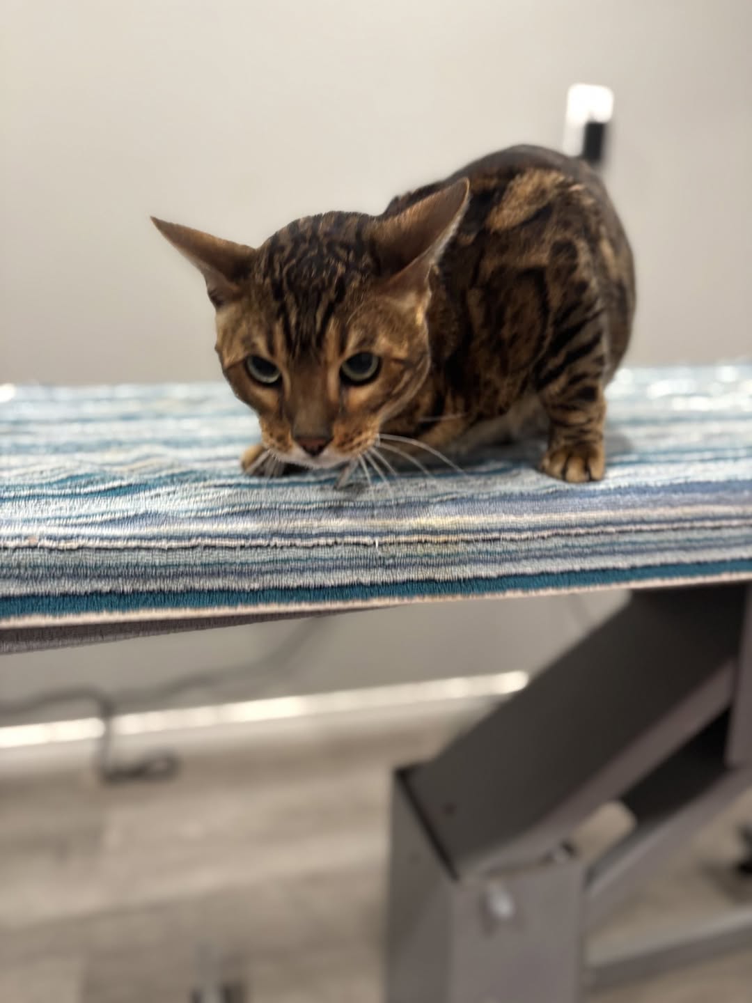 Lost cat