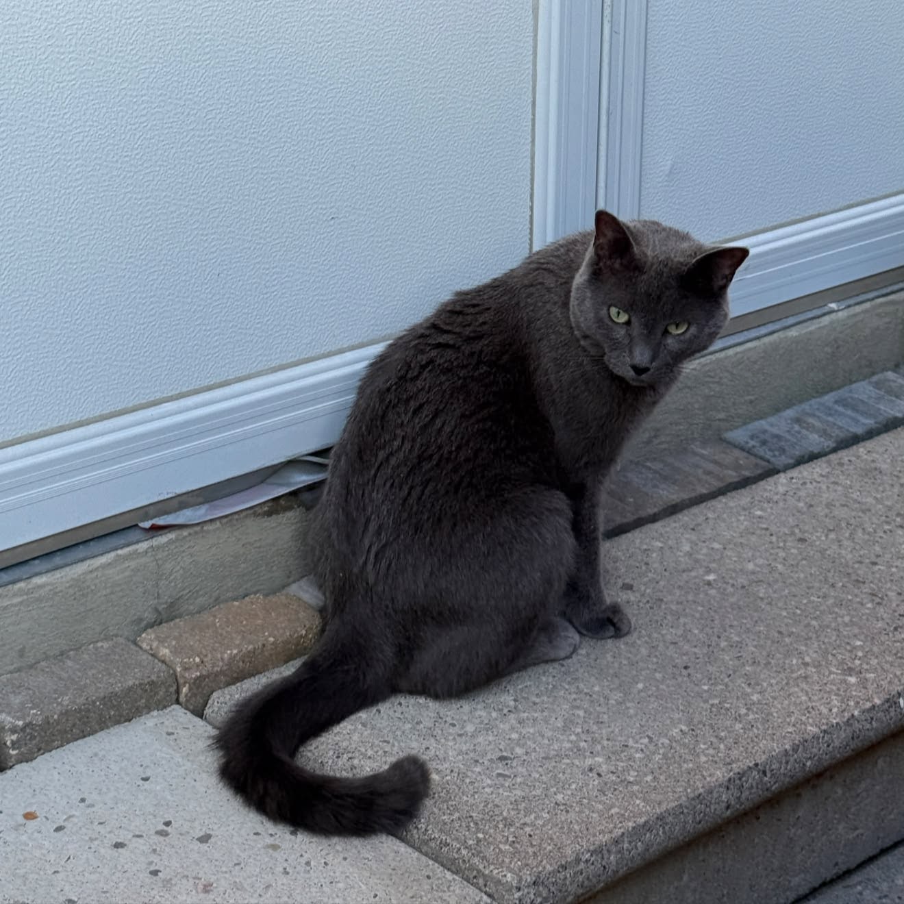 Lost Cat in South Unionville