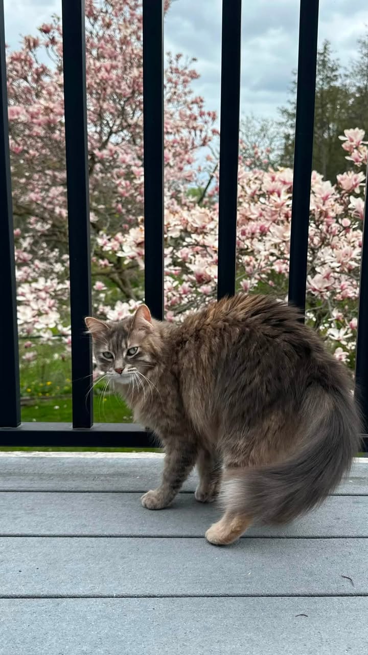Lost Cat in York Region