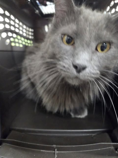 Found cat
