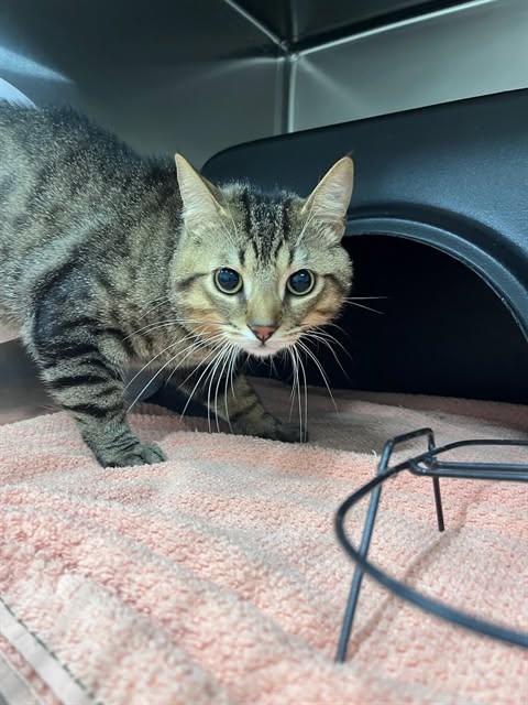 Found cat