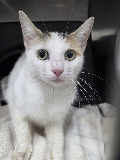 Found cat