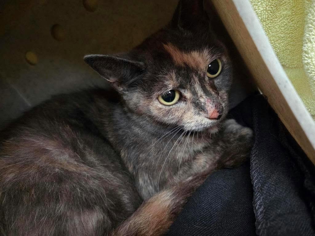 Found Cat in Markham