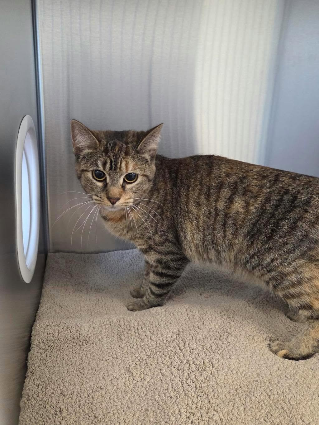 Found Cat in Markham