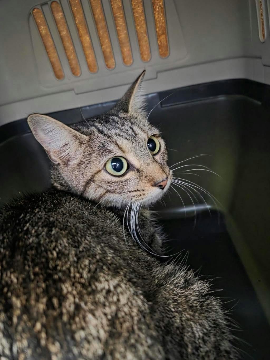 Found cat