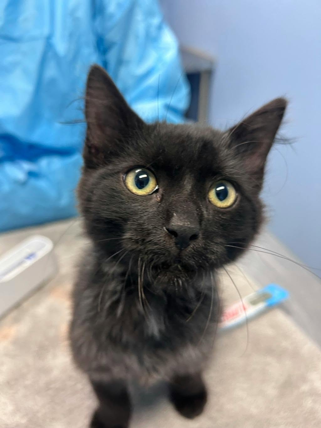 Found Cat in Markham