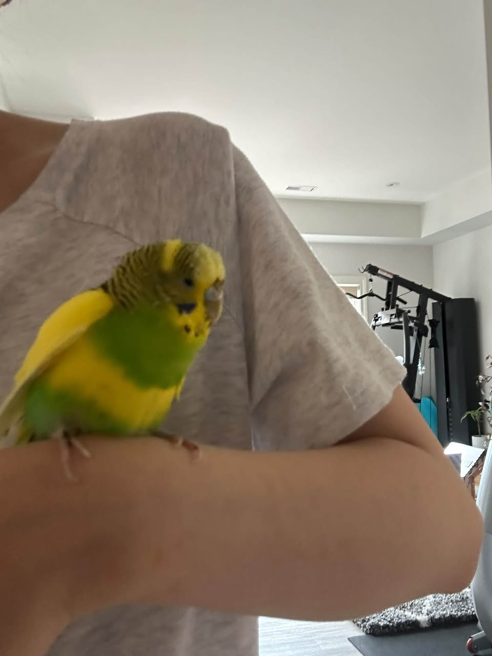 Found budgie