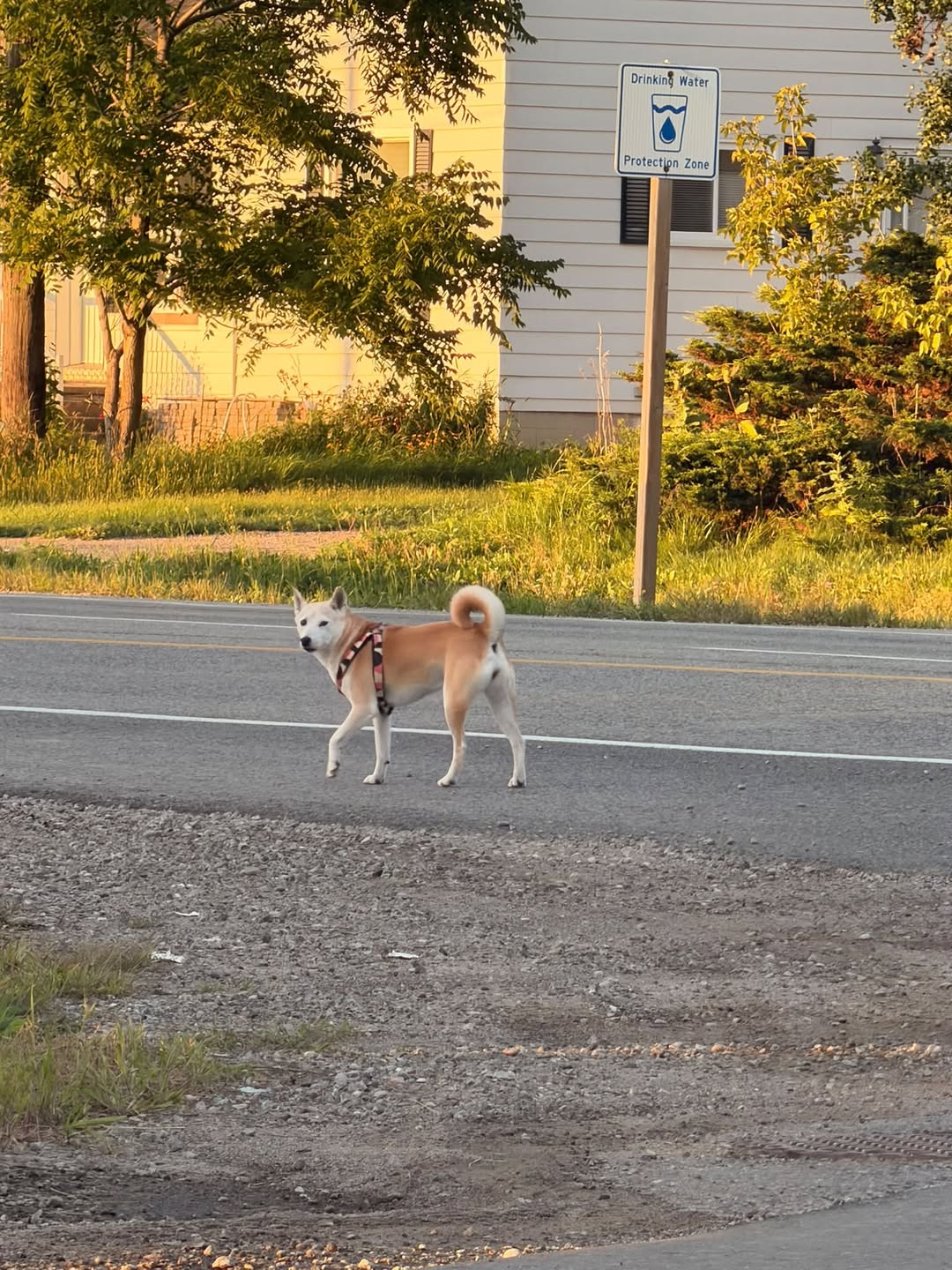 Found dog