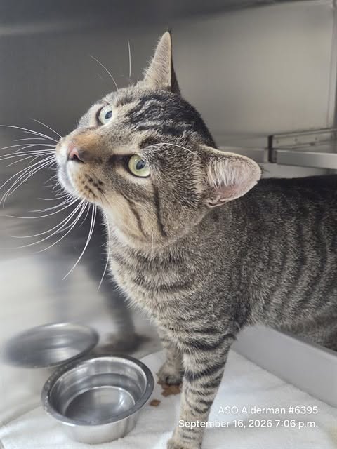 Found cat