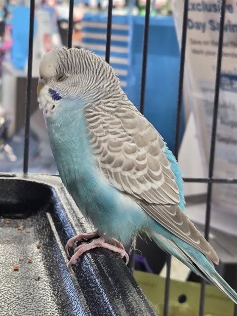 Found budgie