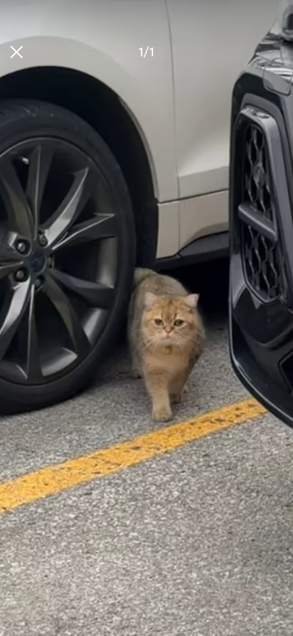 Found Cat in Markham