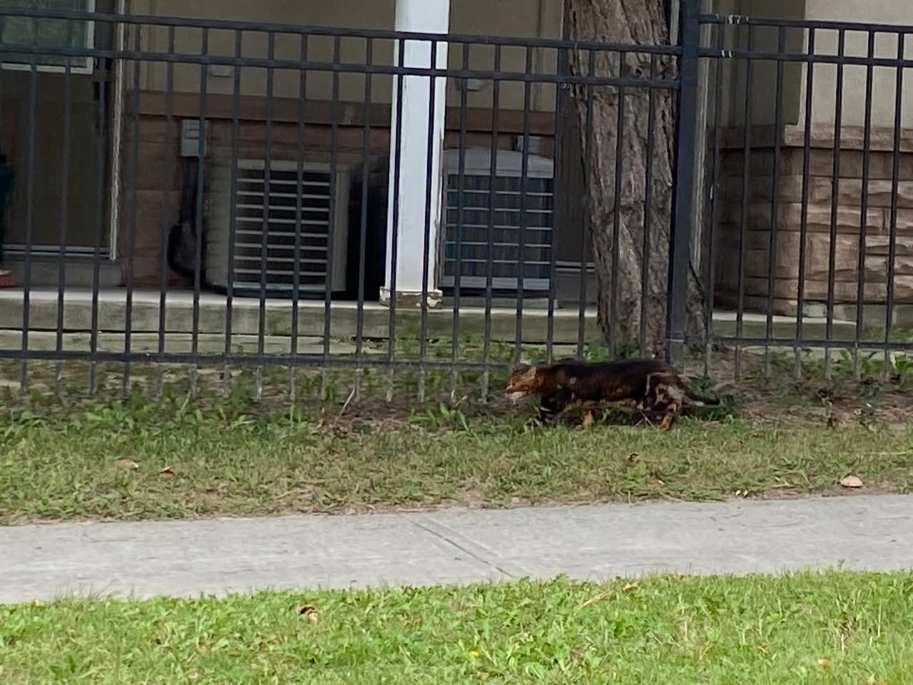 Found cat
