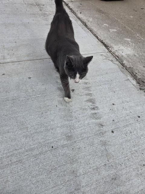 Found cat
