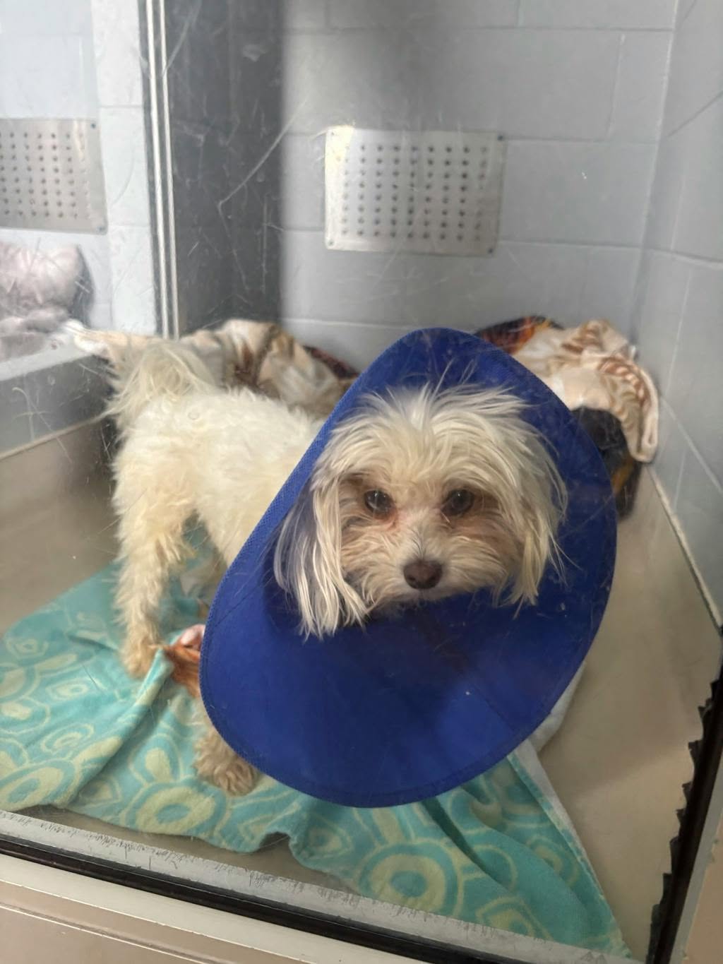 Found dog