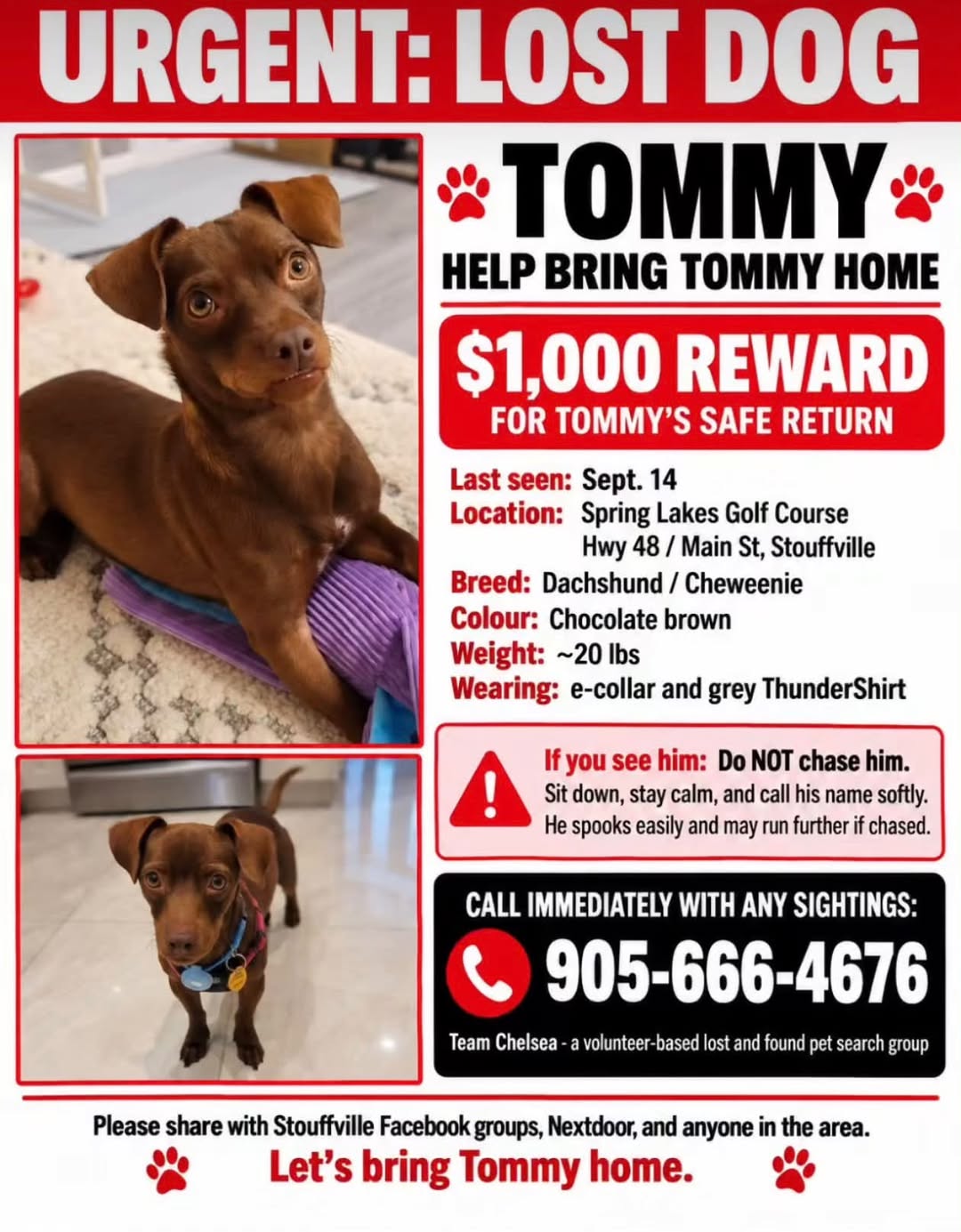 Lost dog