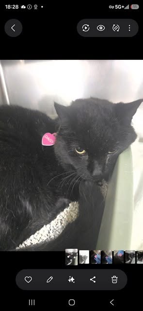 Found cat
