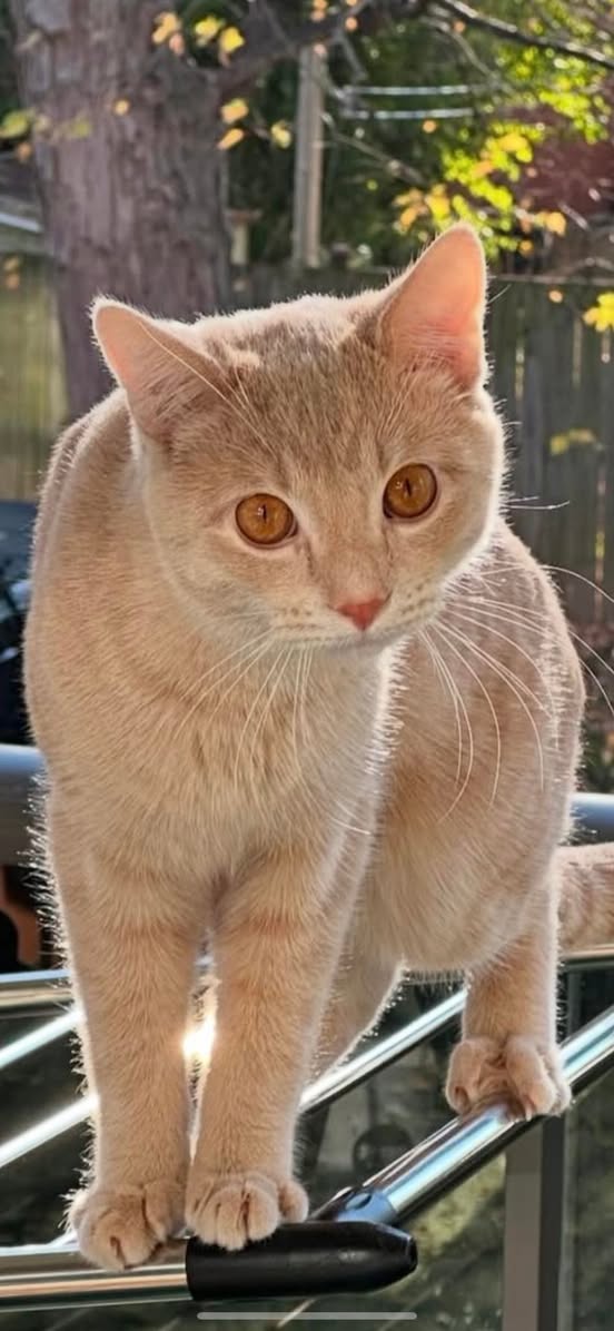 Lost Cat in North York