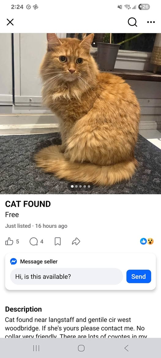 Found cat