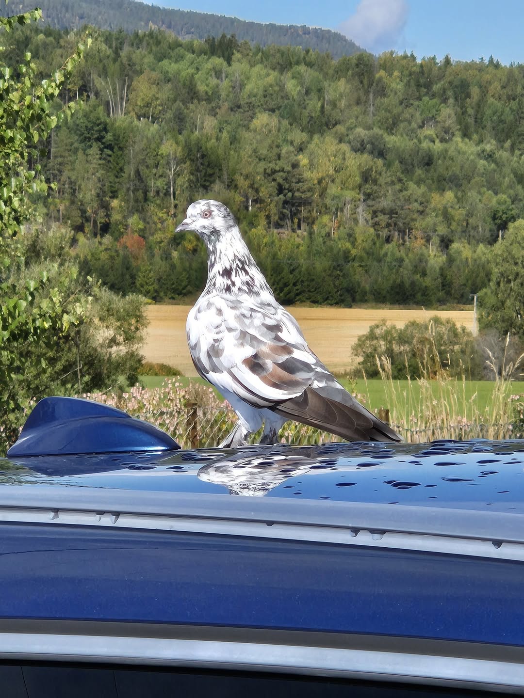 Found bird