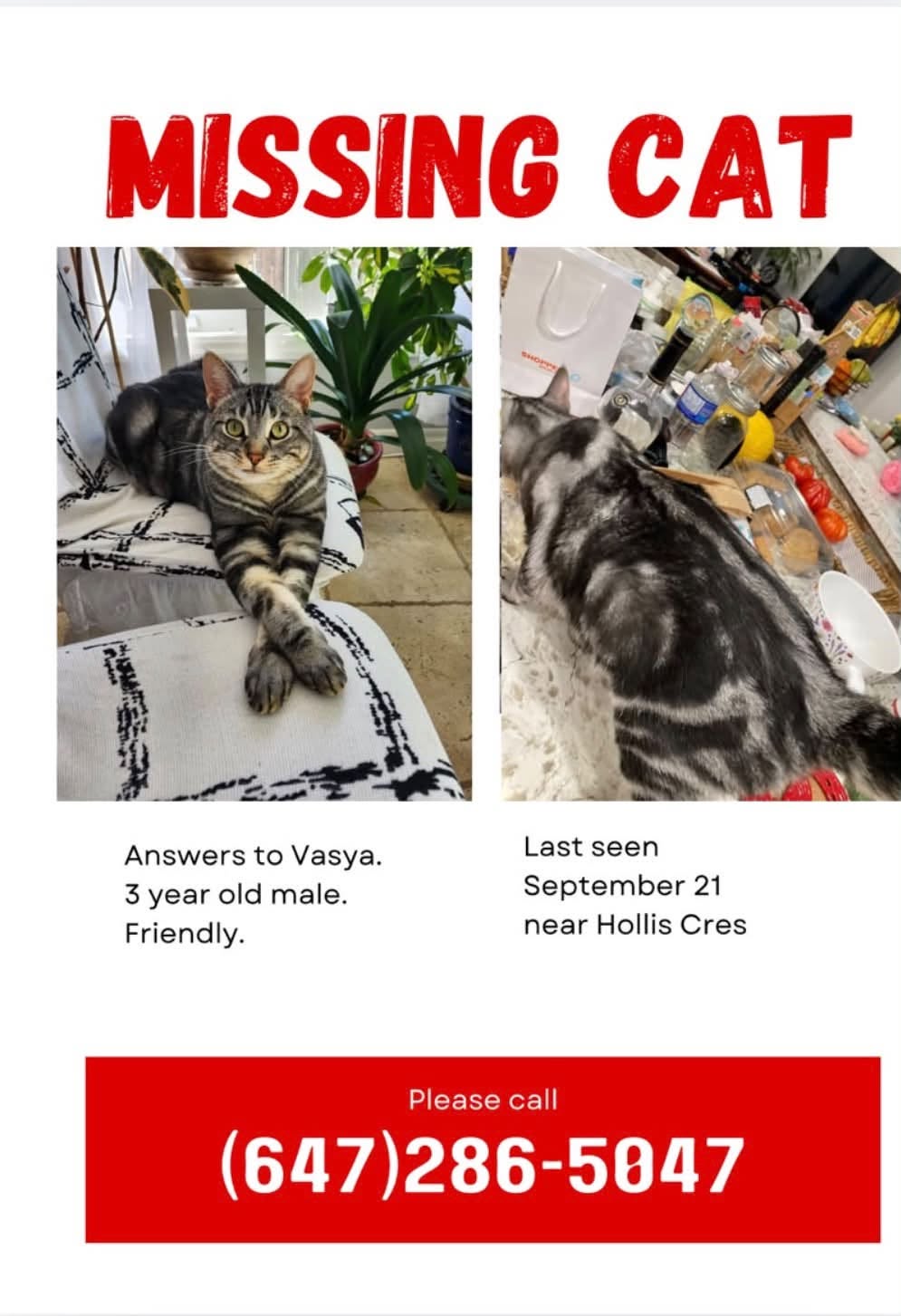 Lost Cat in Hollis Cres