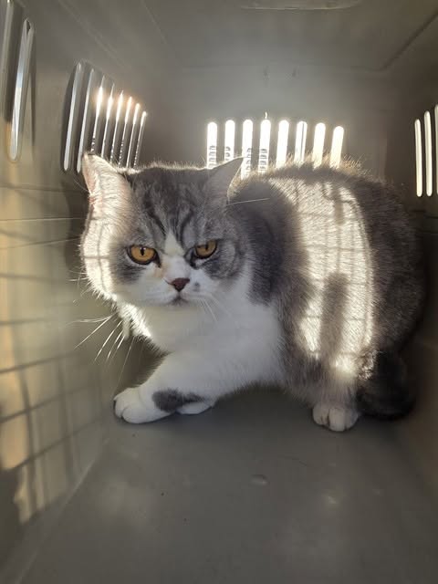 Found cat