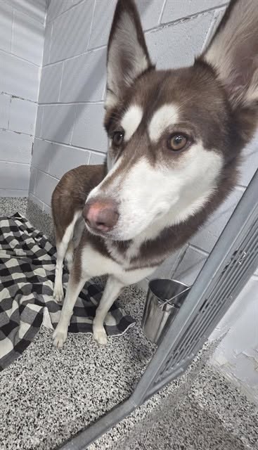 Found dog