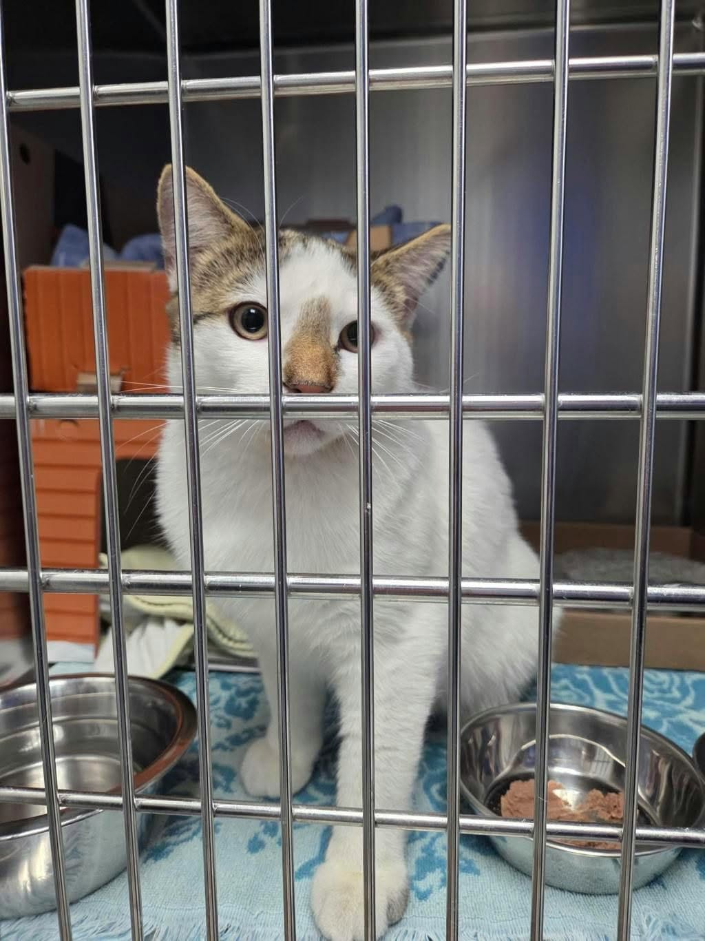 Found cat