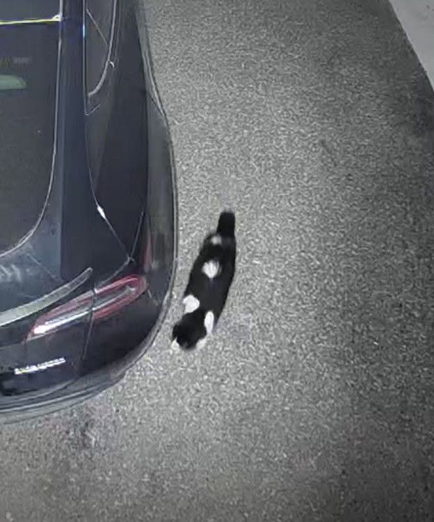 Found Cat in York Region