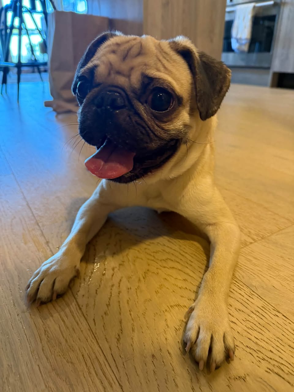 Found dog