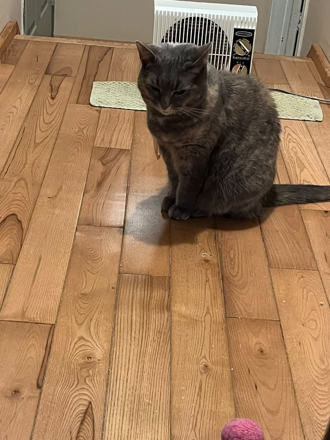 Lost Cat in Aurora