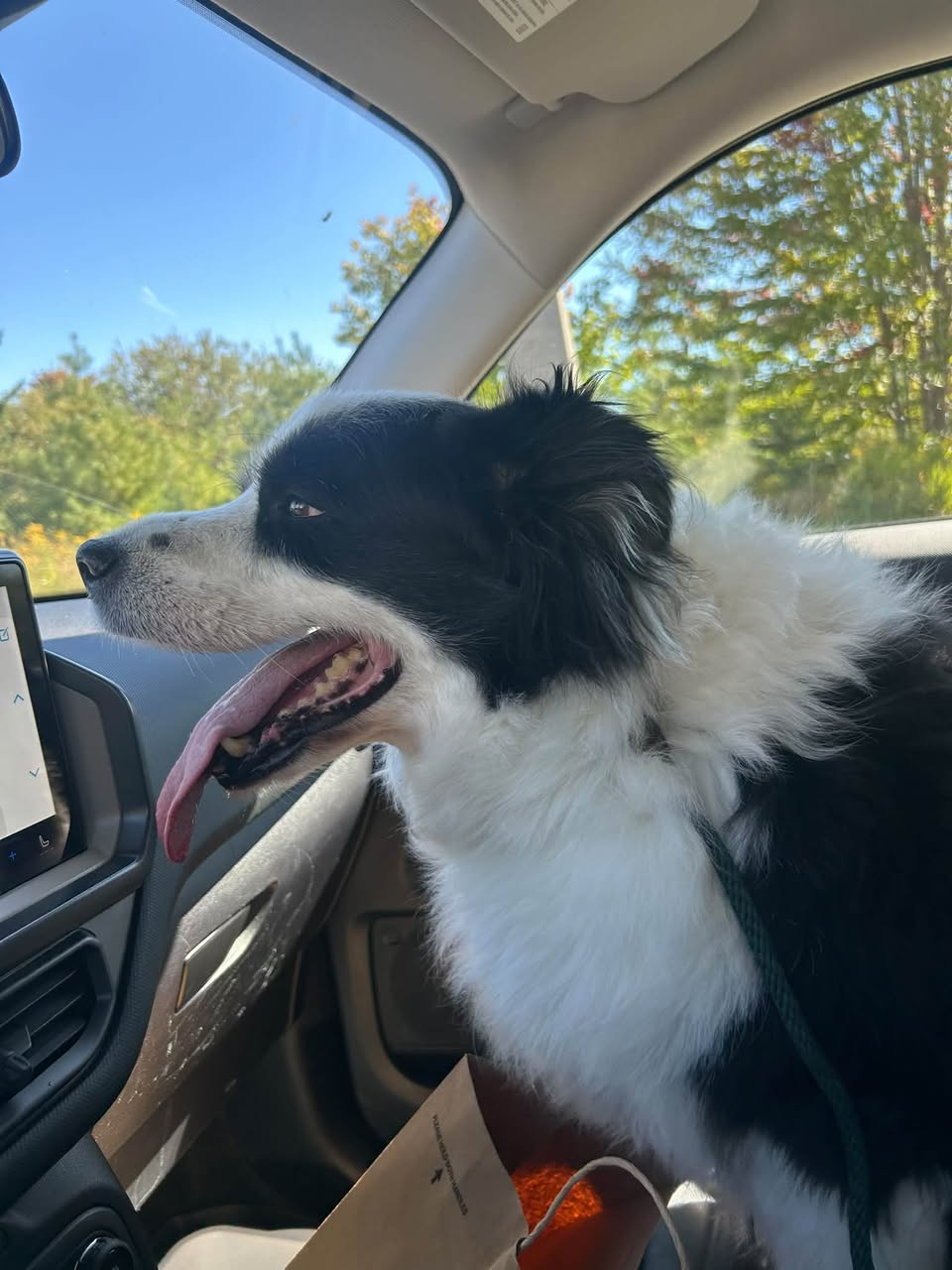 Found dog