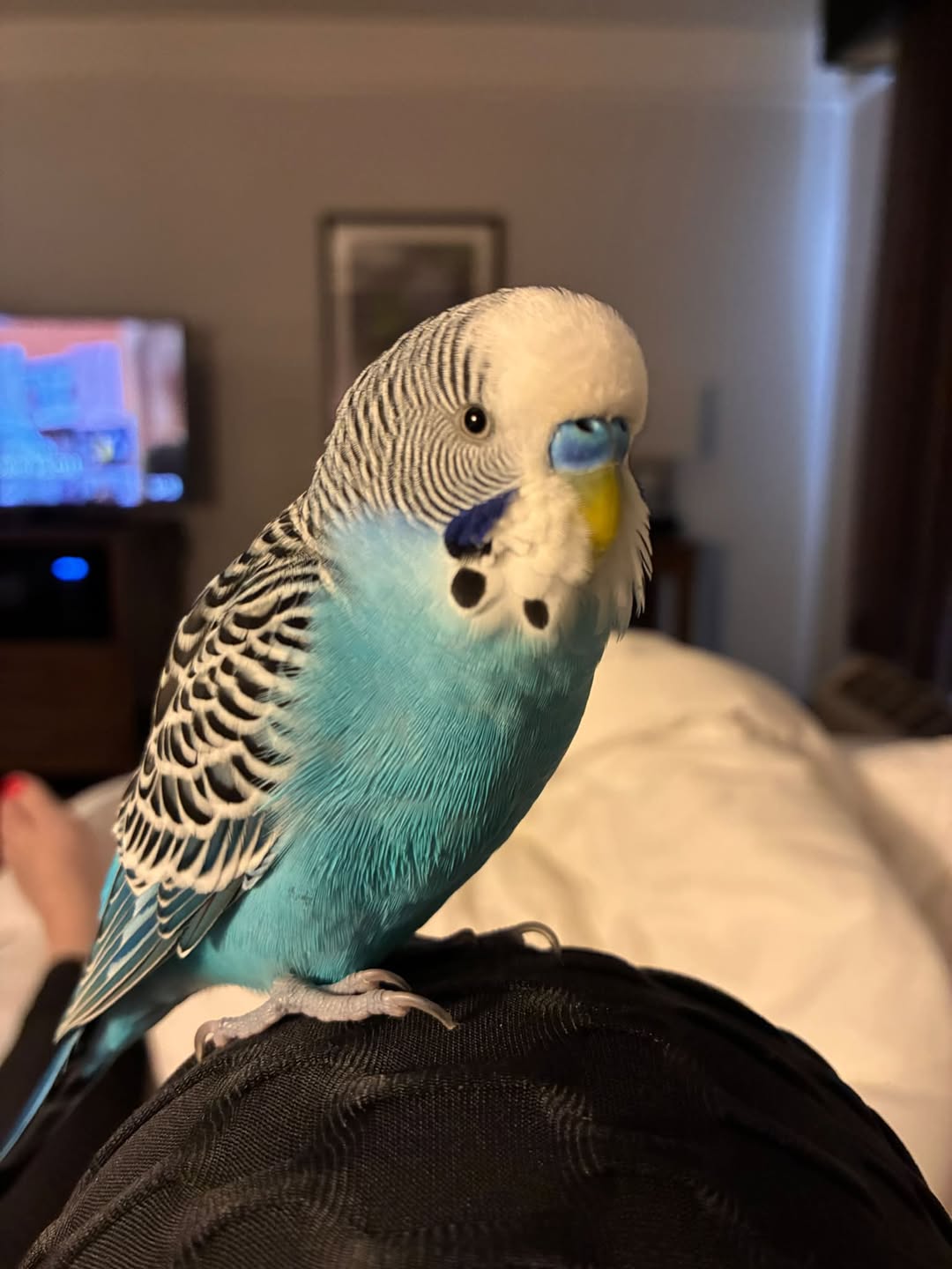 Lost budgie