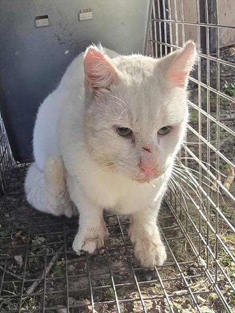 Found cat