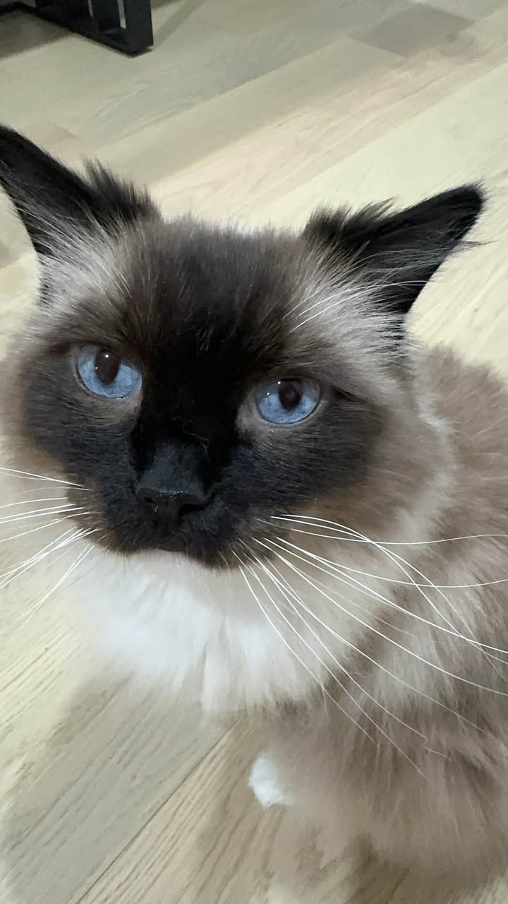 Lost Cat in Richmond Hill