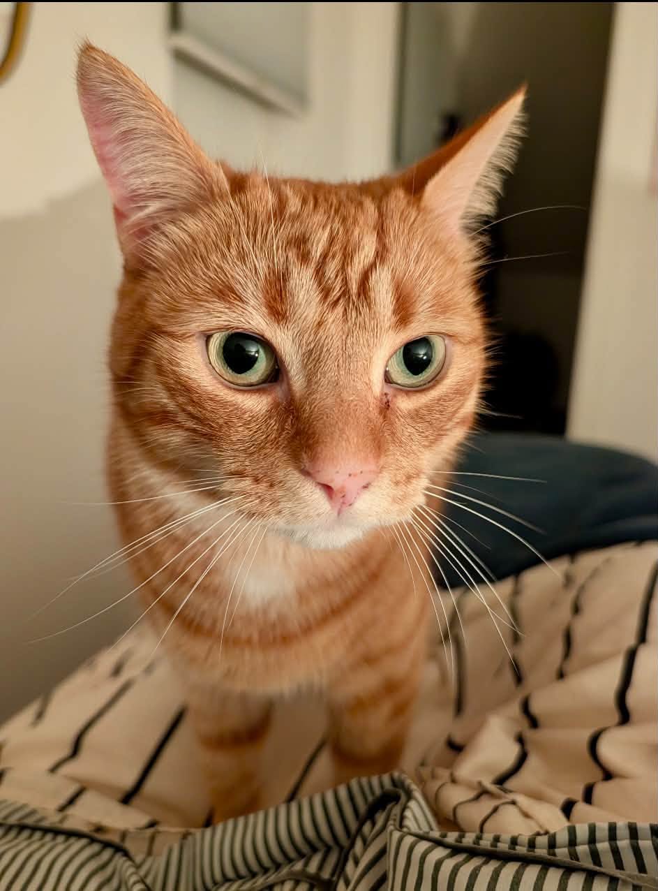 Lost Cat in Sutton / Mount Albert