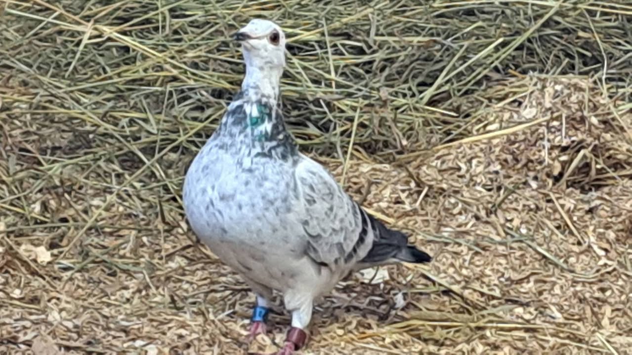 Found bird