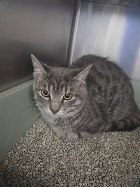 Found cat